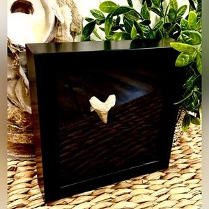 Fossil - Otodus Shark Tooth fossil wall art framed